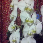 201104152207000.jpg